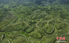 福建宁化：荒山变“油”海 绿岭富农家
